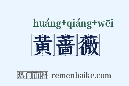 黄蔷薇是什么意思的图片